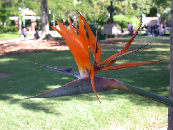 Bird of Paradise